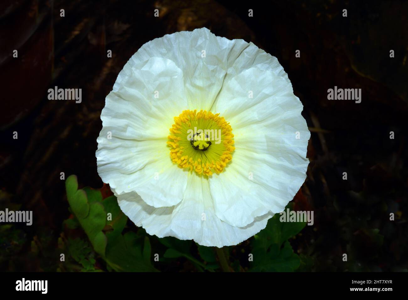 Papaver nudicaule 'Champagne Bubbles Mix' F1 is a variety of Iceland Poppy which in the wild is Native to subpolar regions of Asia and North America. Stock Photo