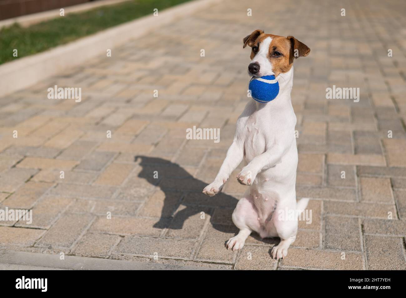 Jack russell terrier dog holding a ball in his teeth outdoors. Stock Photo