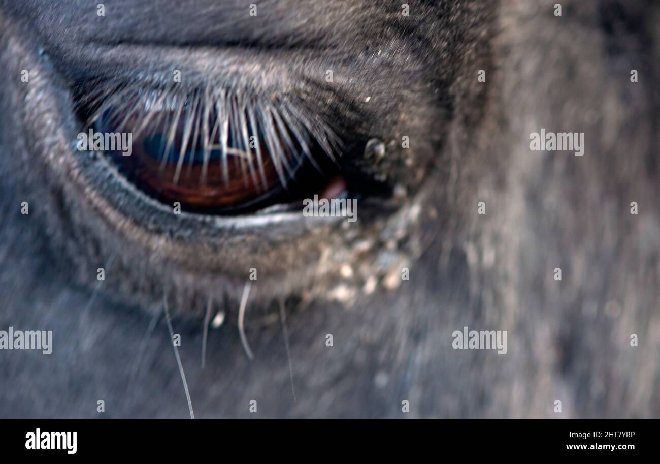 Horse-eye Stock Photo