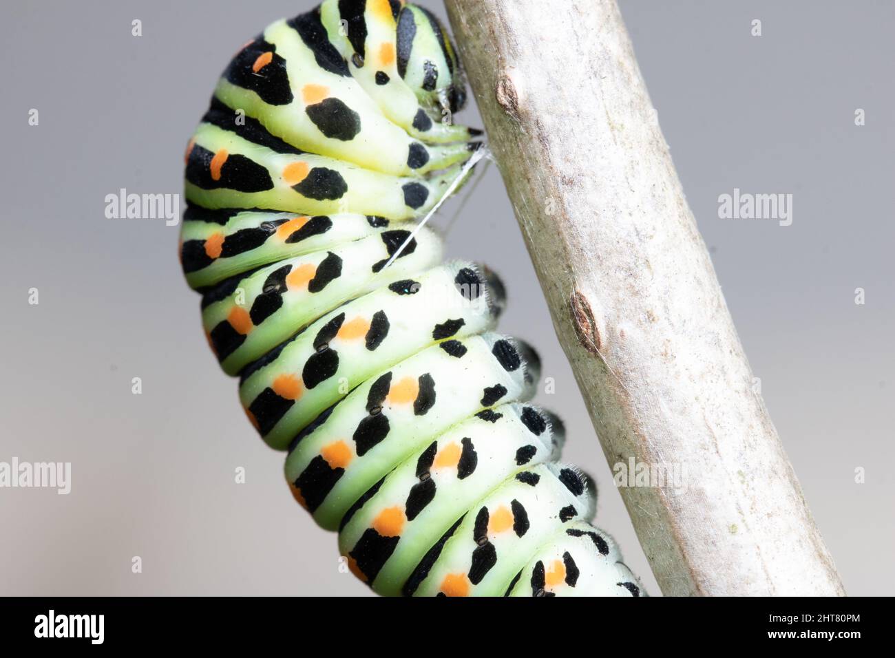 papilio machaon caterpillar in close up Stock Photo
