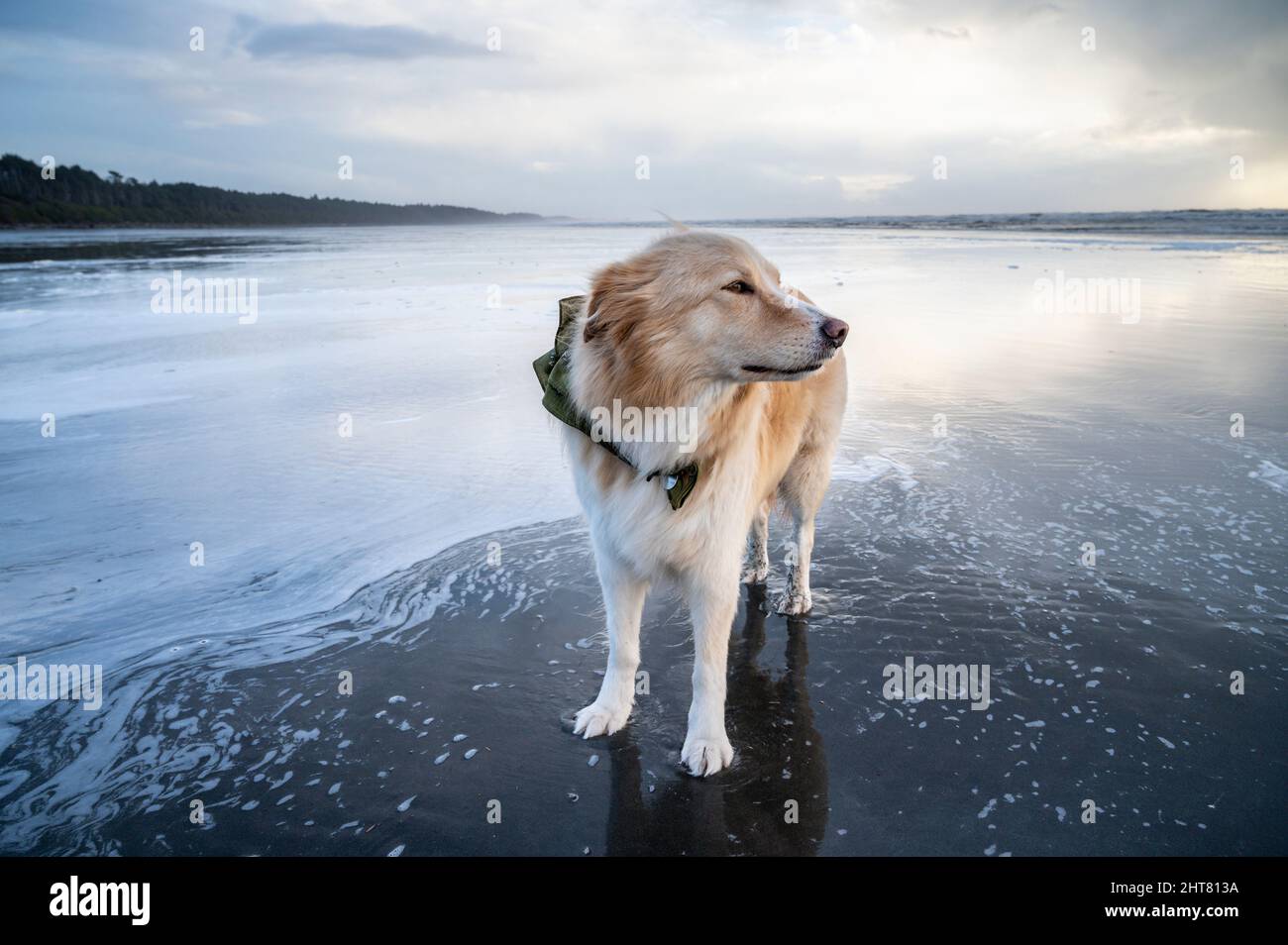 Dog blowing in the wind on the Olympic Coast Stock Photo Alamy
