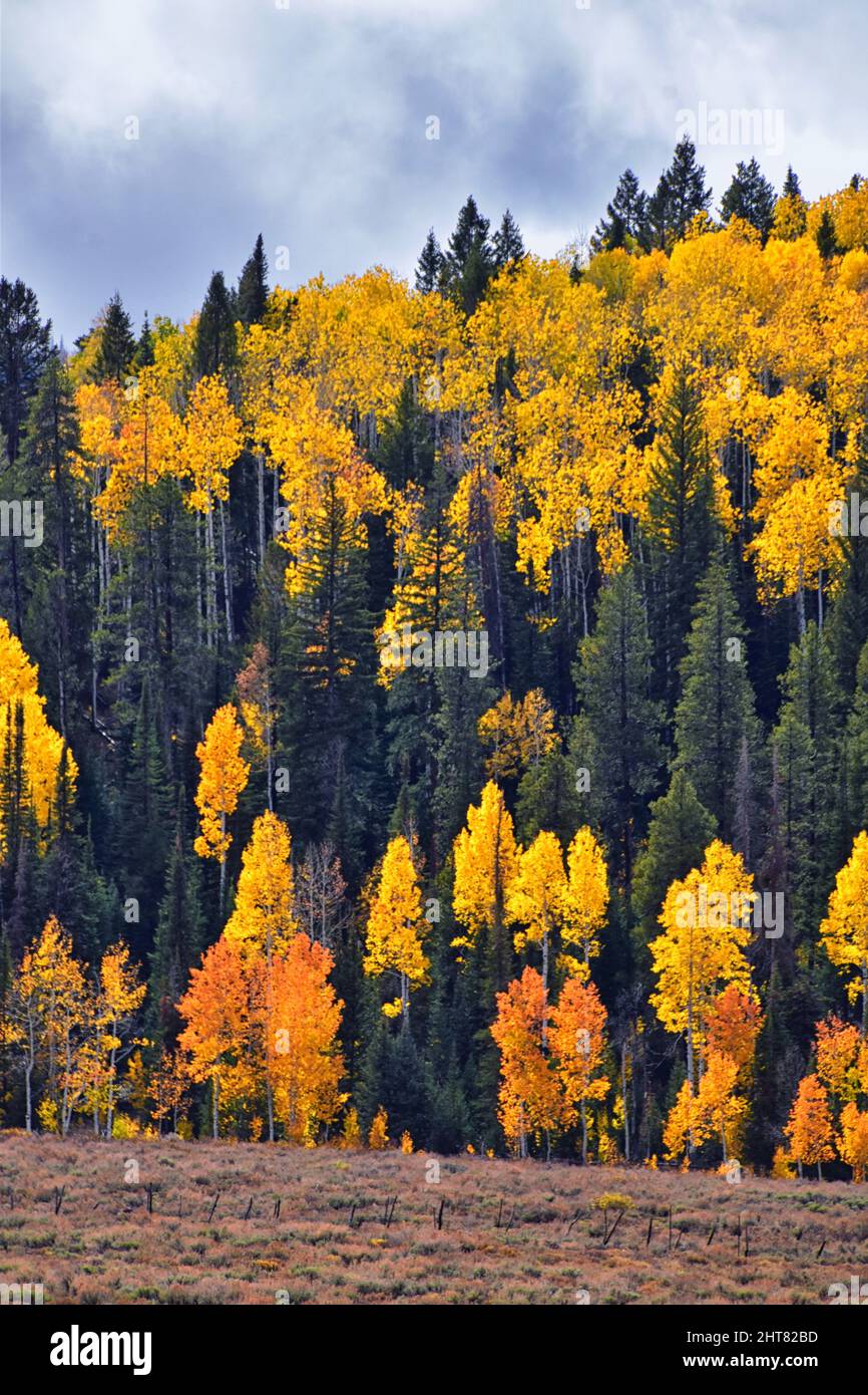 Daniels Summit autumn quaking aspen leaves by Strawberry Reservoir in