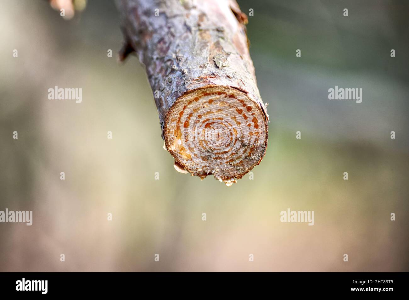 Sap seeps from a freshly cut branch on a fallen tree by the Basingstoke Canal near Pirbright in Surrey Stock Photo
