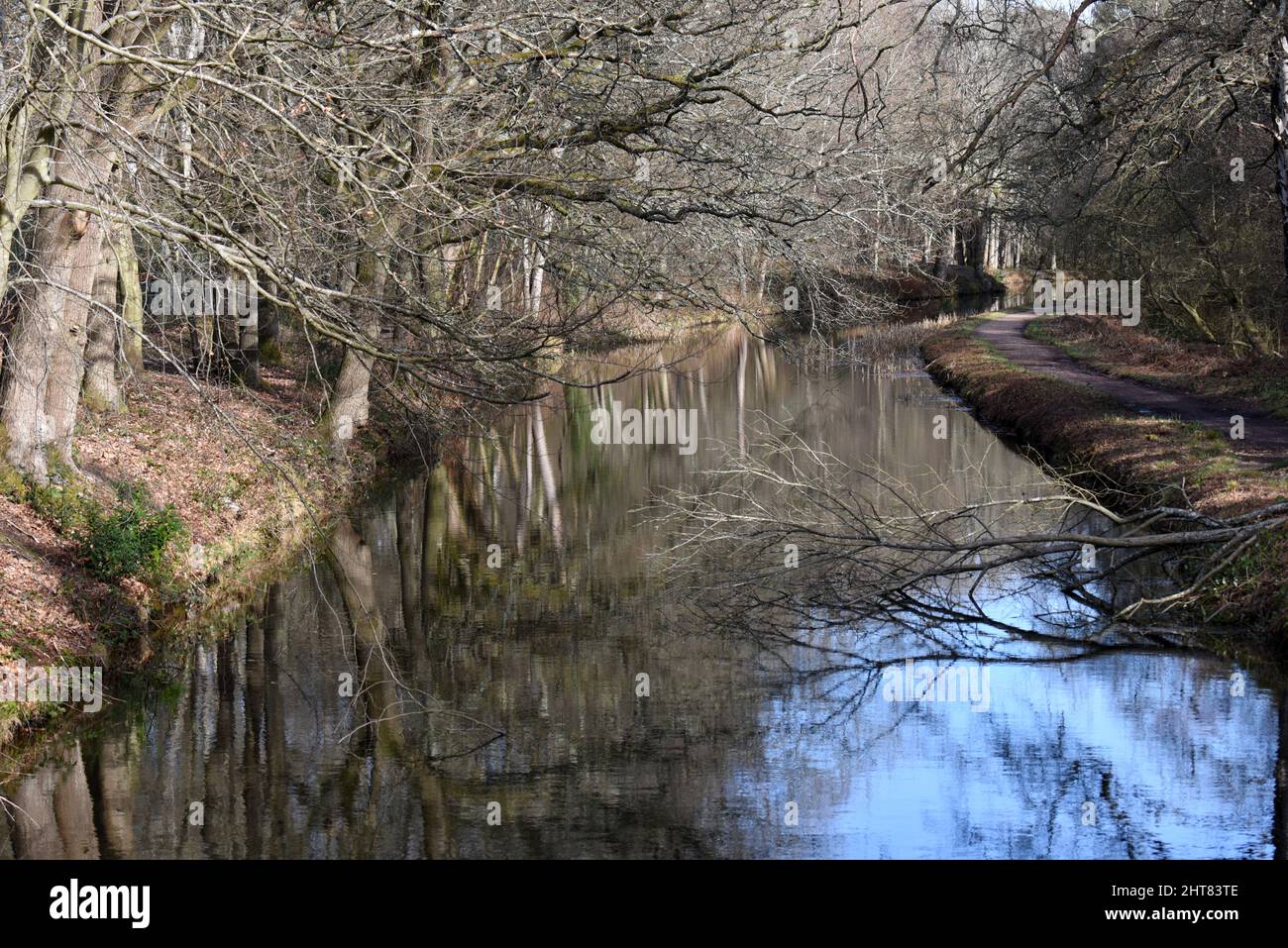 A tree has fallen into Basingstoke Canal following storms, but now the water is perfectly still Stock Photo