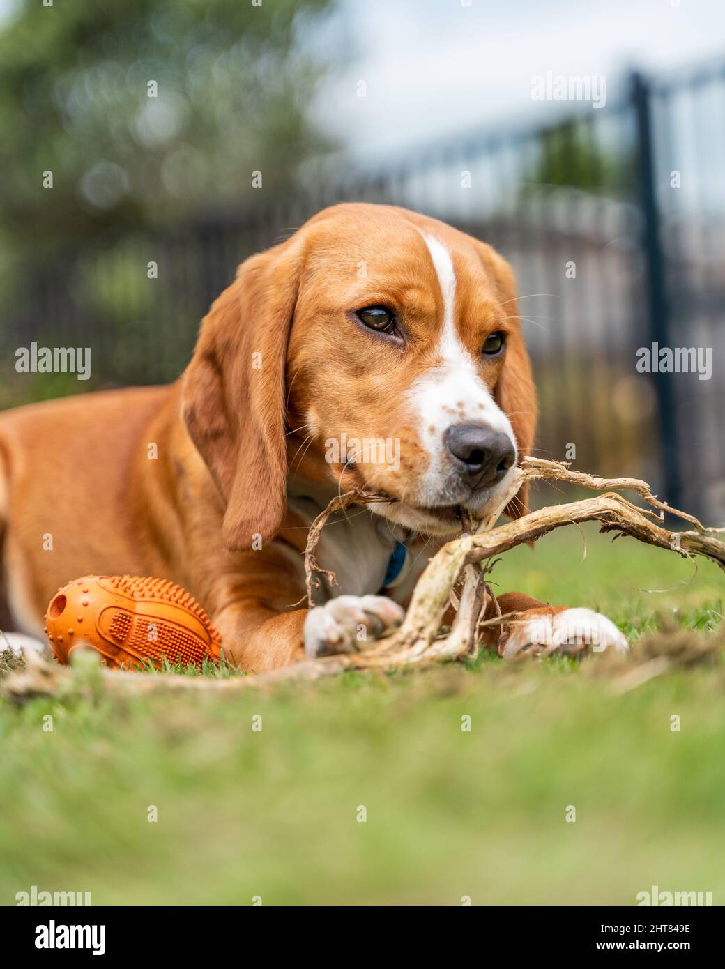 Closeup of a Beagle playing in the park Stock Photo