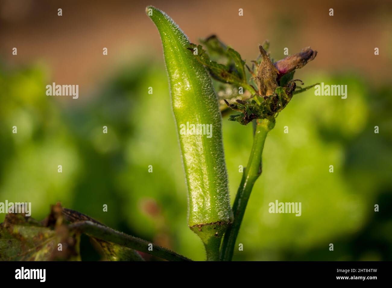 Closeup of the Okra plant. Abelmoschus esculentus Stock Photo Alamy