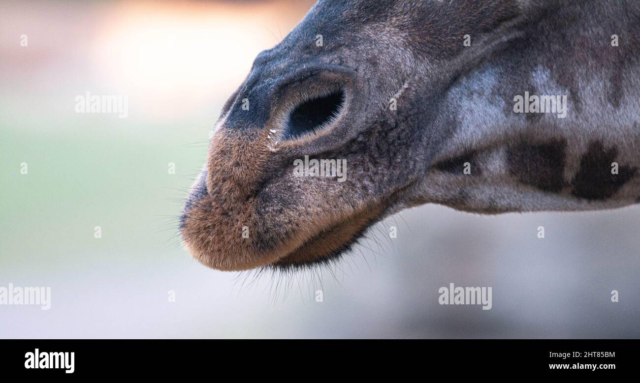 A close up of a giraffe's mouth and nose, Giraffa camelopardalis ...