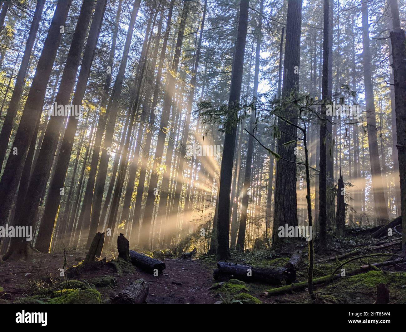 Mysterious view of a forest with the sun shining through the tall trees ...