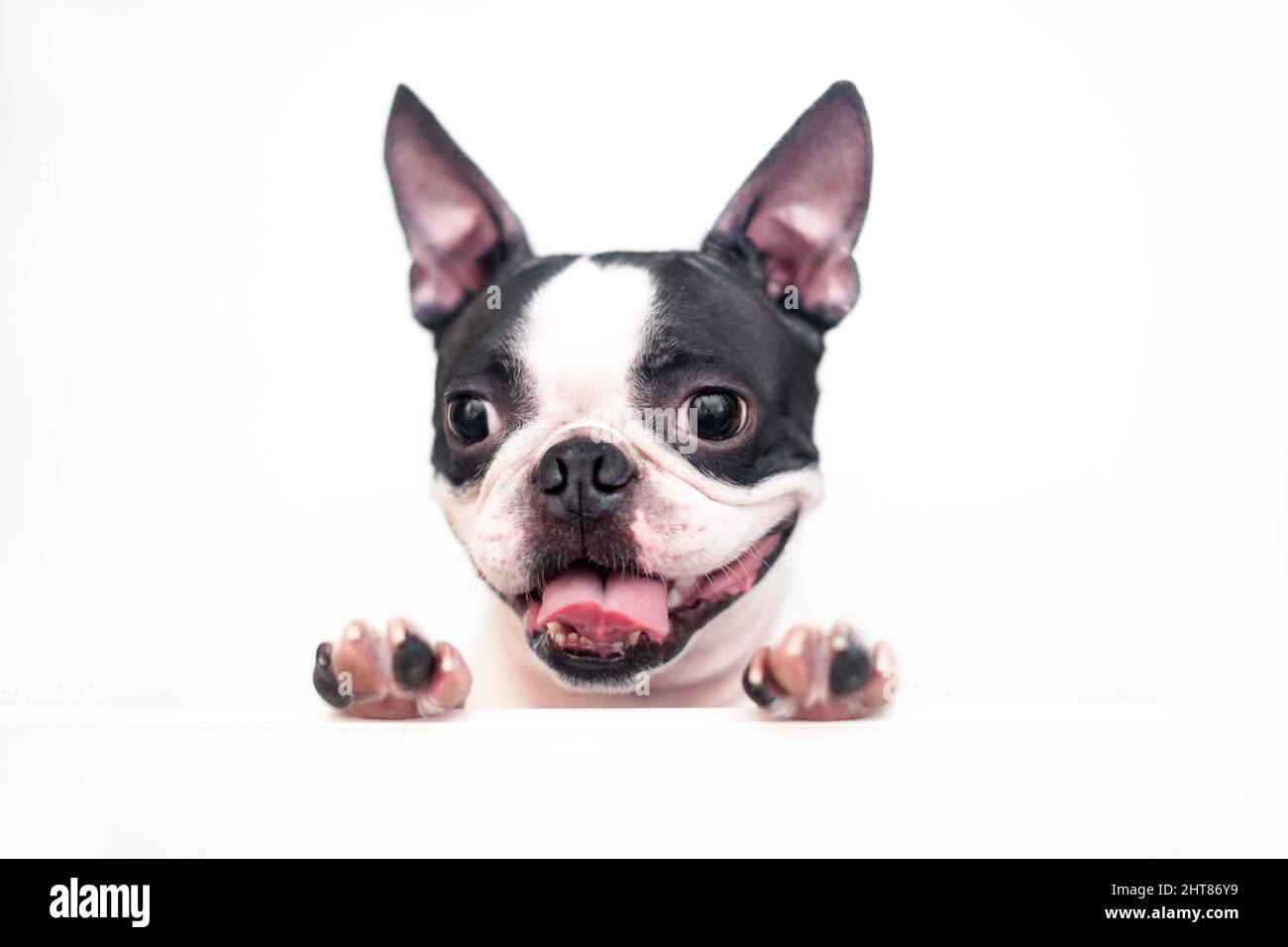 A curious and funny Boston Terrier dog with a cheerful wide smile looks out and peeps from a white table on a white background, leaning on his paws Stock Photo