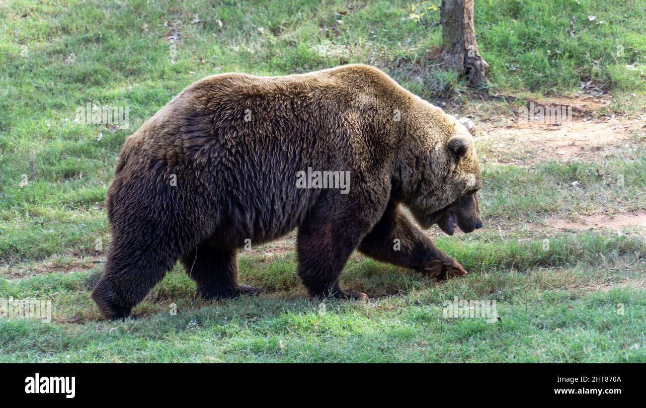 Large brown bear on a grass field Stock Photo Alamy