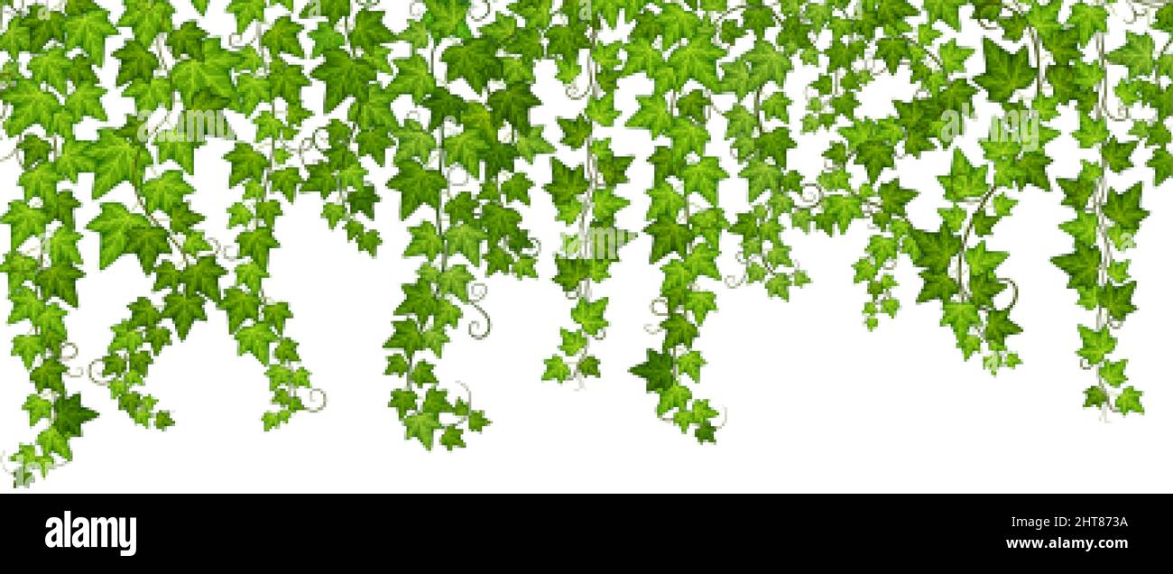 Green ivy grow. Vine wall, isolated climbing plants with leaves