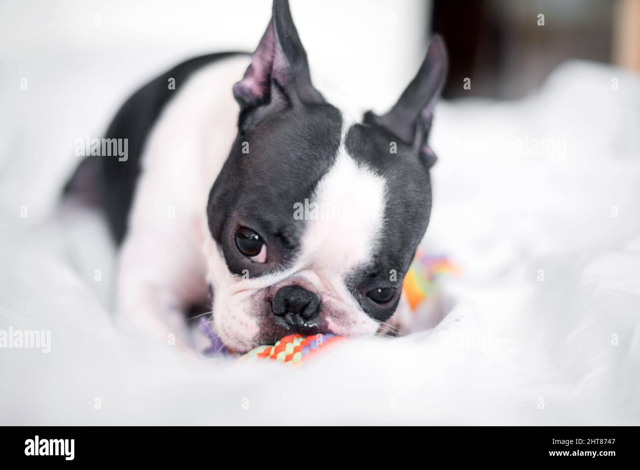 Funny Boston Terrier is playing with a colored toy on the bed in the bedroom at home. The dog is happy and contented  Stock Photo
