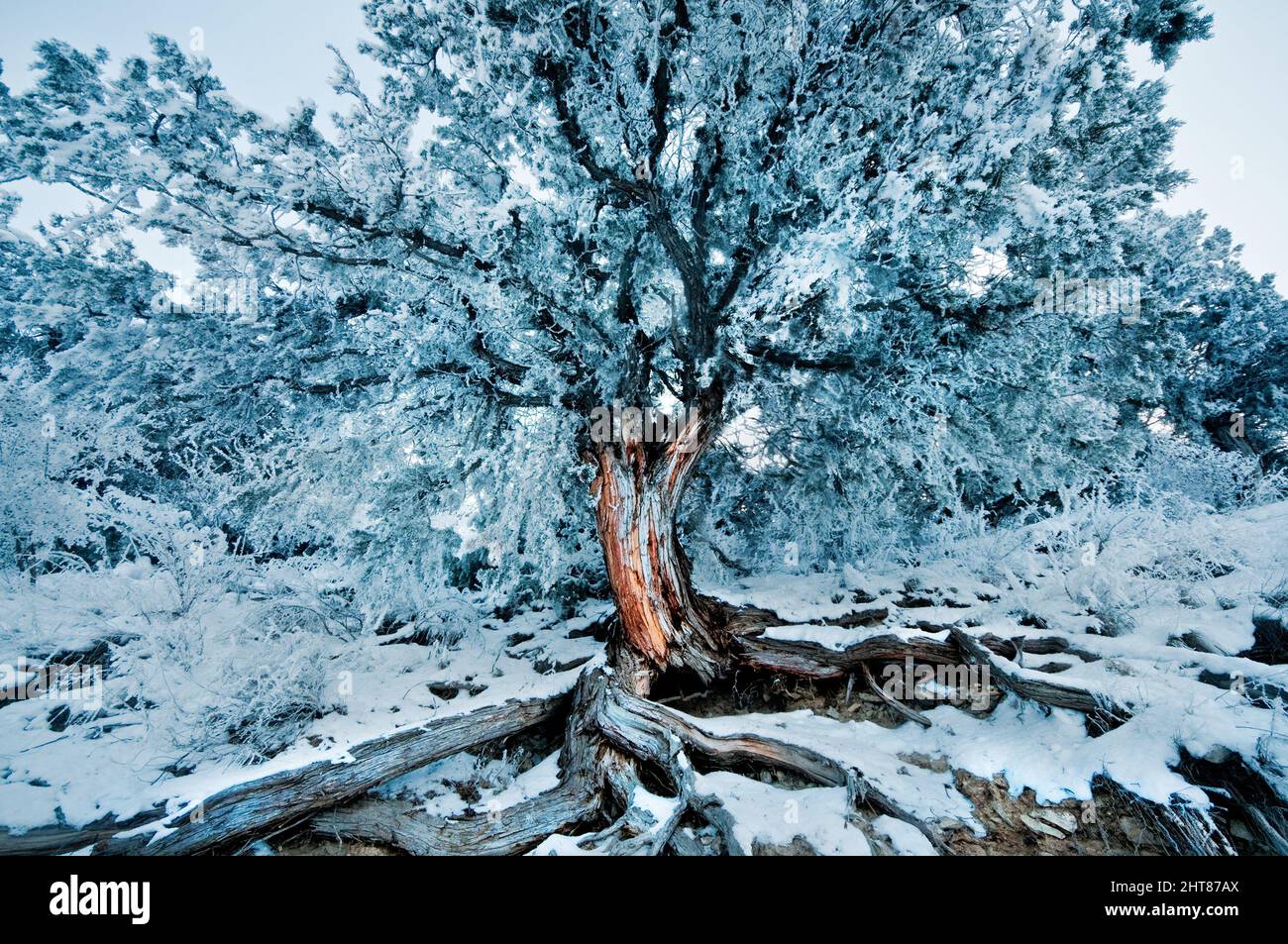 Beautiful winter view of a frozen tree all covered in snow Stock Photo ...