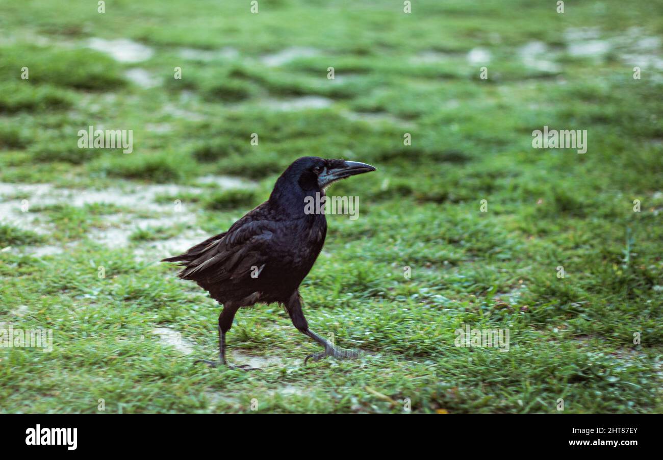 Black rook hi-res stock photography and images - Alamy