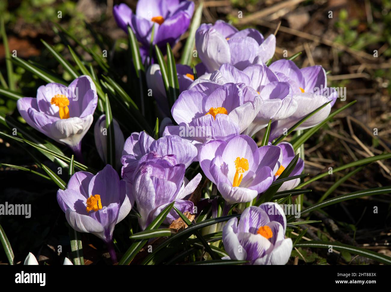 Spring Crocus open up fully in the warm spring sunshine. This provides ...
