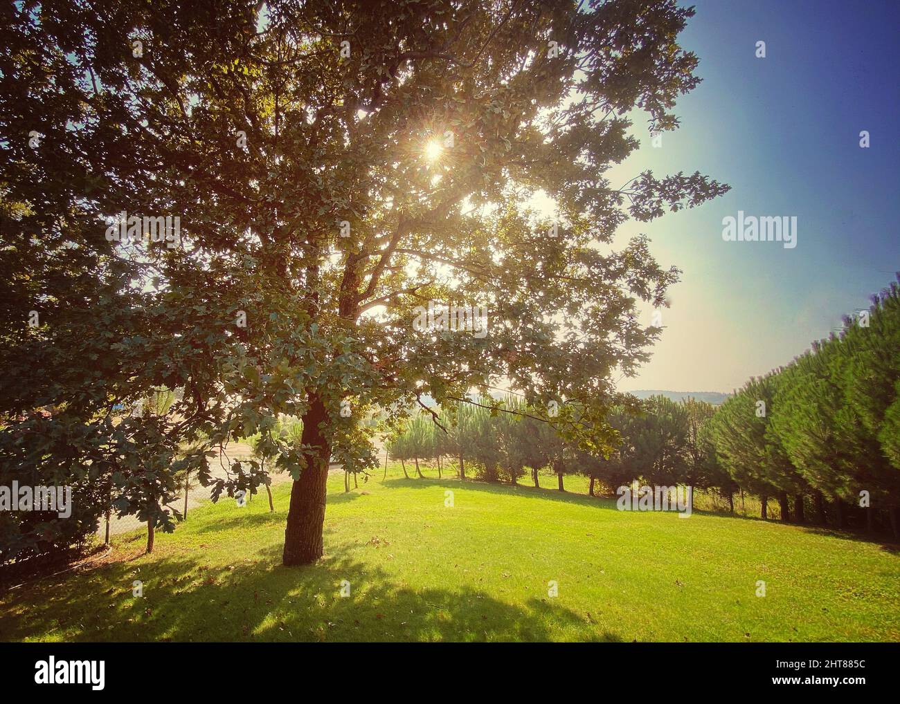 Park with trees and a sun shining through the branches Stock Photo - Alamy