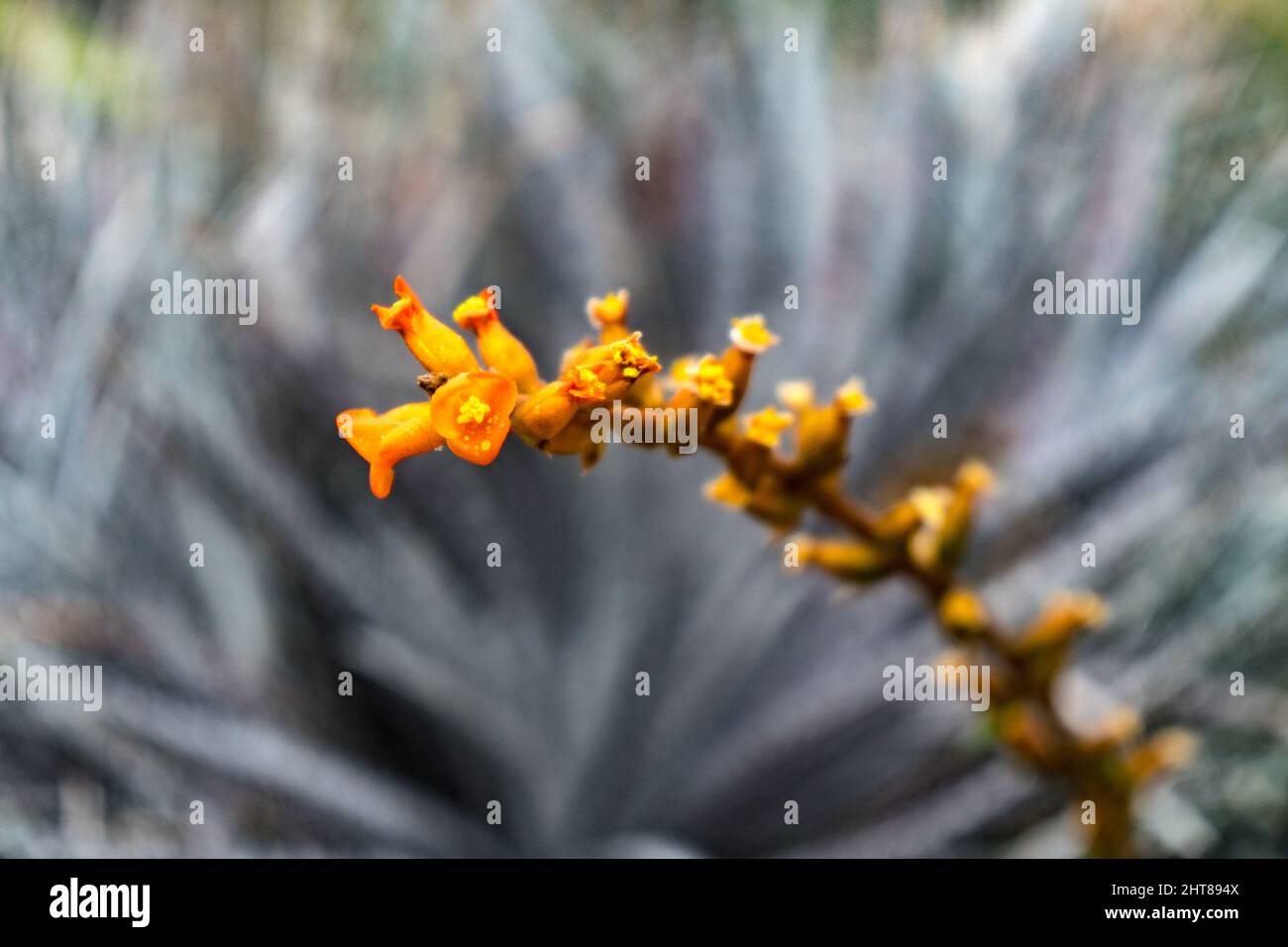 Closeup shot of Dyckia remotiflora Stock Photo