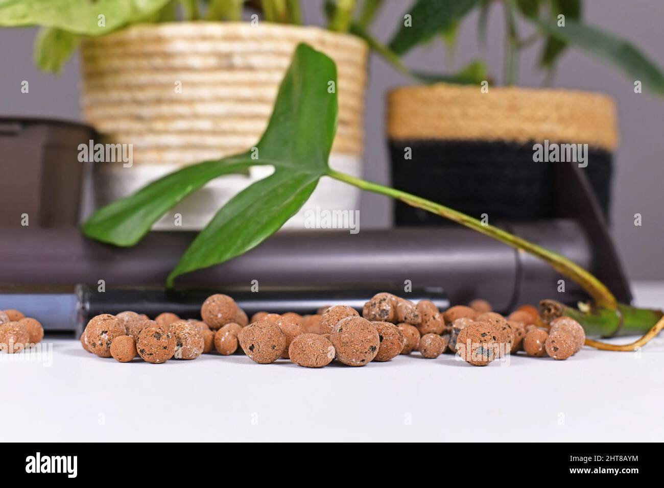Expanded clay pellets, a tool to keeping houseplants in passive hydroponics system without soil Stock Photo