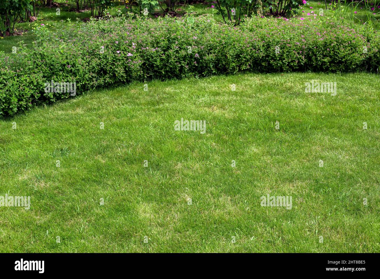 green lawn of peat lawn illuminated by sunny spring light in backyard with flower bed and blossoms, natural eco friendly background on theme of garden Stock Photo