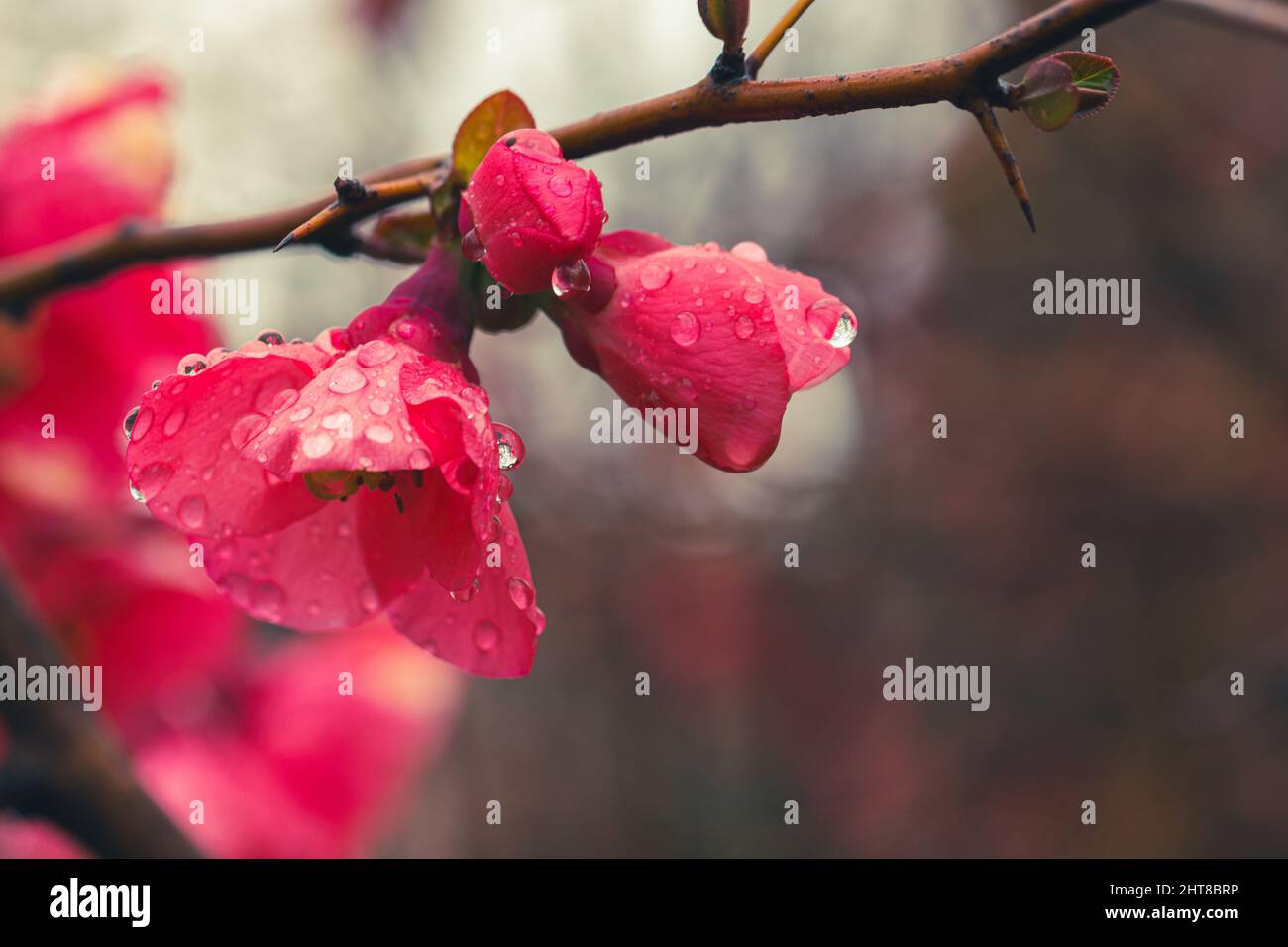 Detail of pretty red flowers of a Japanese quince (Chaenomeles japonica) covered in raindrops Stock Photo