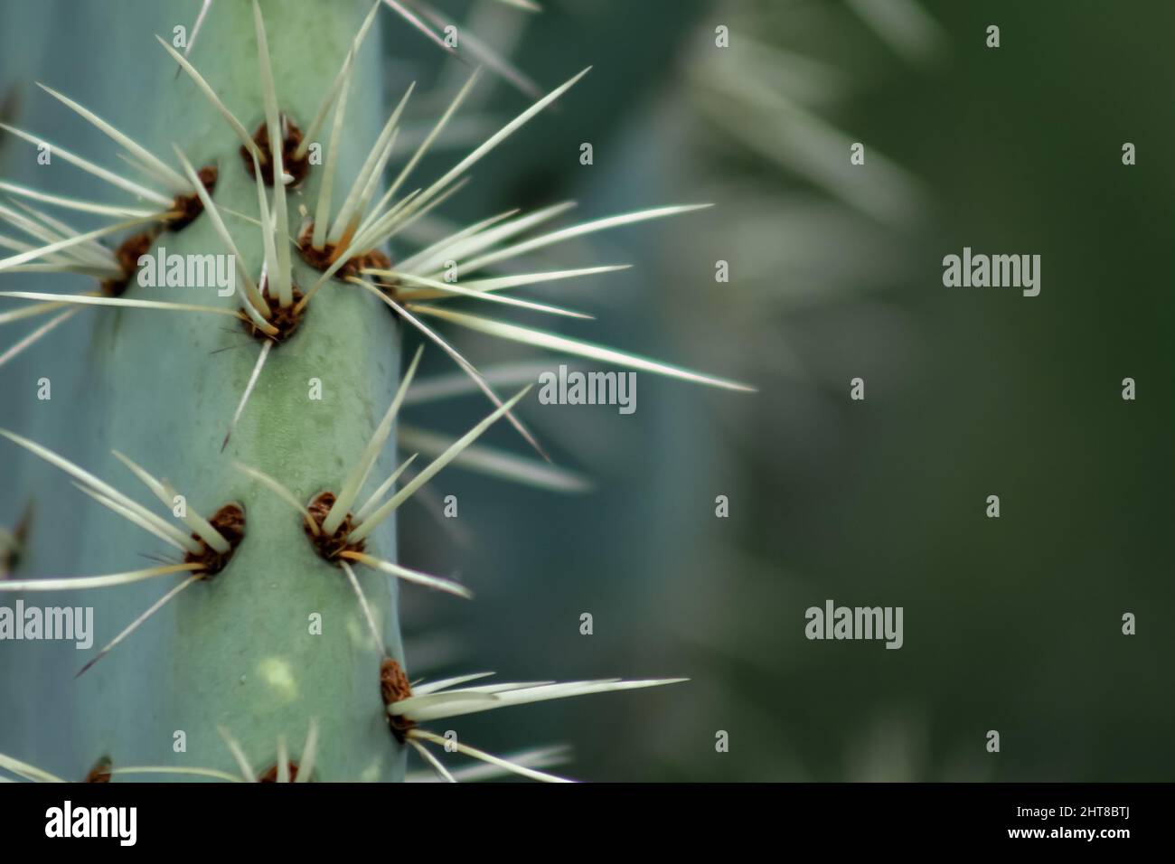 Closeup shot of a prickly pear on the blurry background Stock Photo