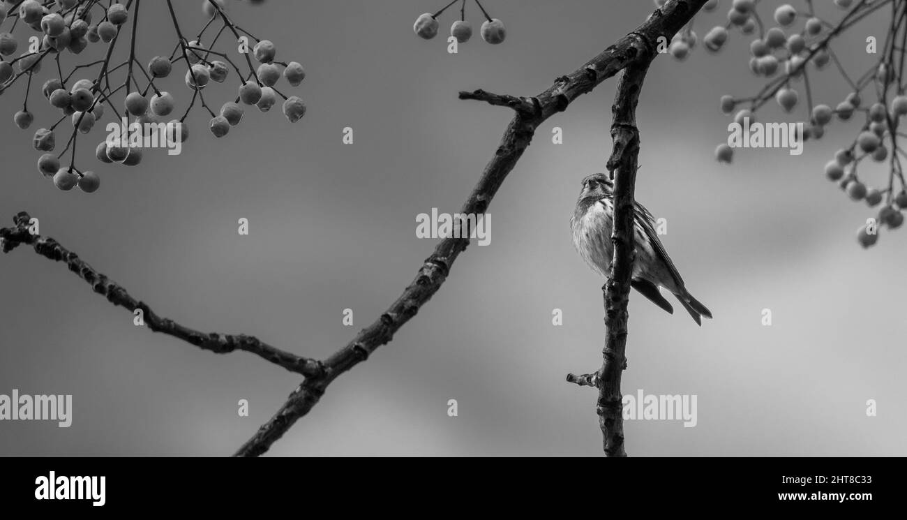 Black and white photo of a small songbird perched on the branch of a cinnamon tree (Melia azedarach) among its round fruits Stock Photo