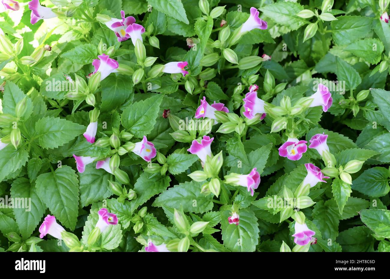 Pink Torenia, Bluewings or Wishbone flower Blooming in A Garden. Stock Photo