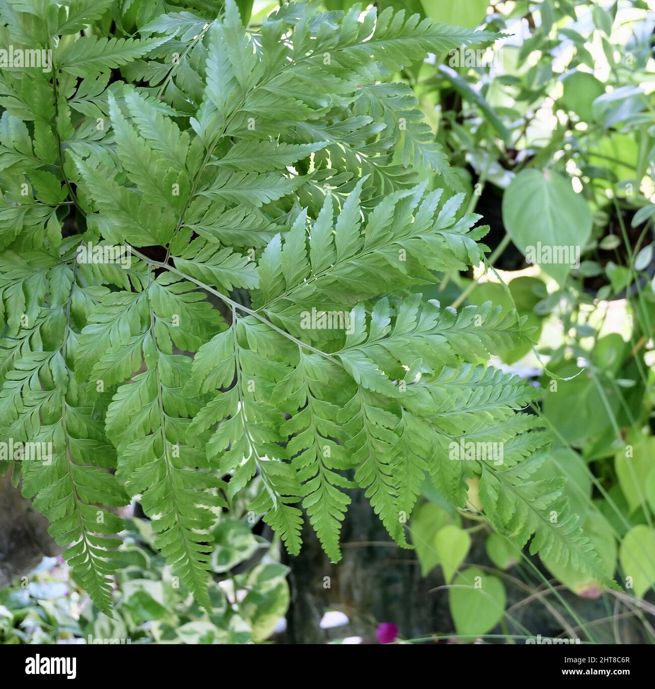 Close Up of Beautiful Fresh Green Arachniodes or Holly Ferns. Stock Photo
