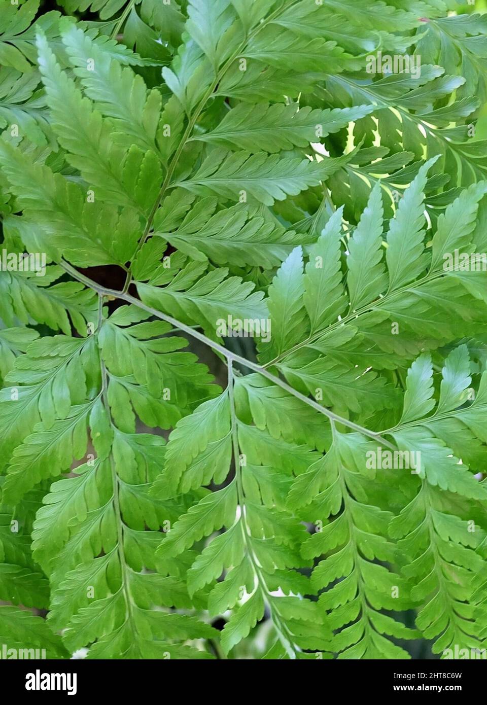 Close Up of Beautiful Fresh Green Arachniodes or Holly Ferns. Stock Photo