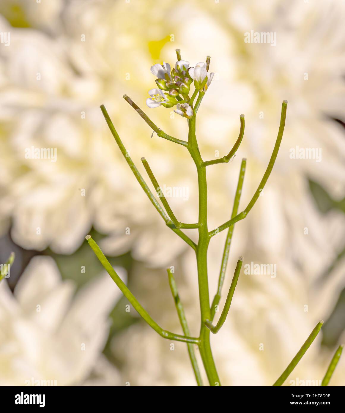 A cardamine flexuosa flower in garden in Garden Stock Photo