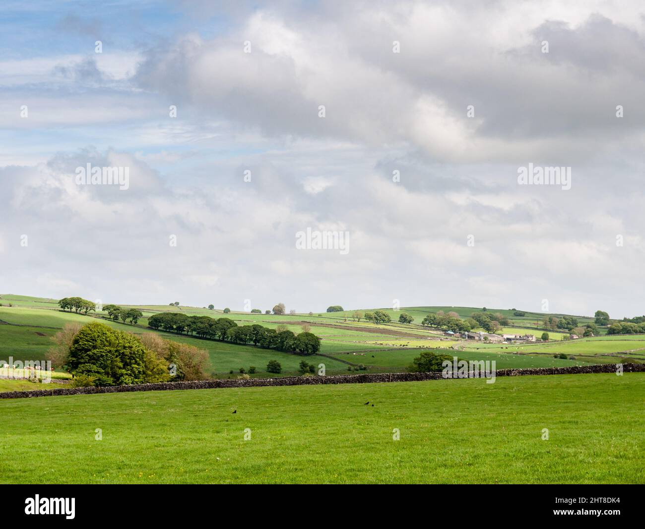 Cattle and sheep graze on fields beside a farmyard on the rolling hills of England's Peak District. Stock Photo