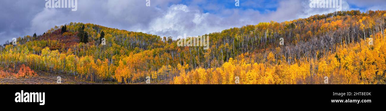 Daniels Summit autumn quaking aspen leaves by Strawberry Reservoir in ...