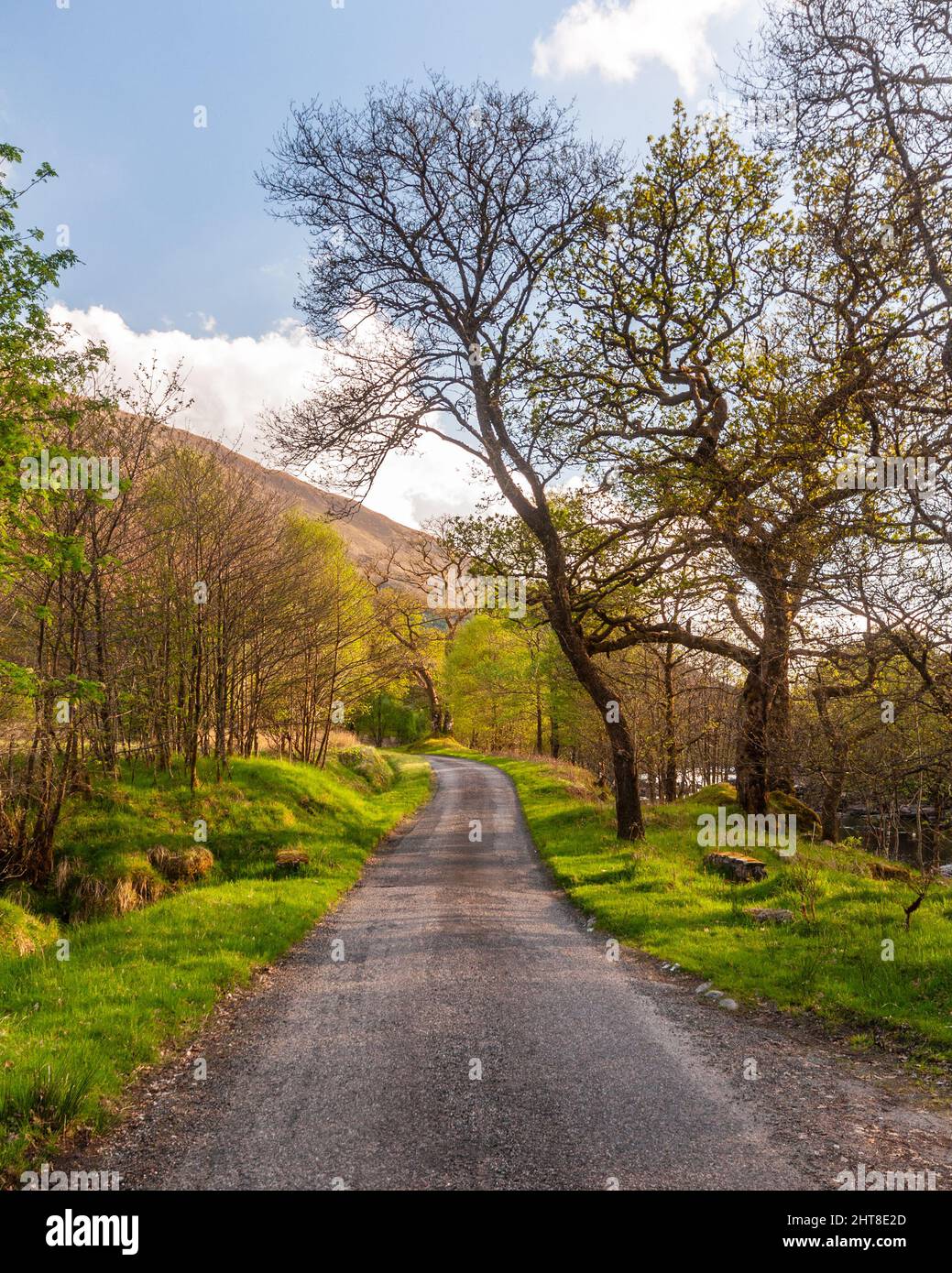 A single track road runs between trees in Glen Orchy valley in the West Highlands of Scotland. Stock Photo