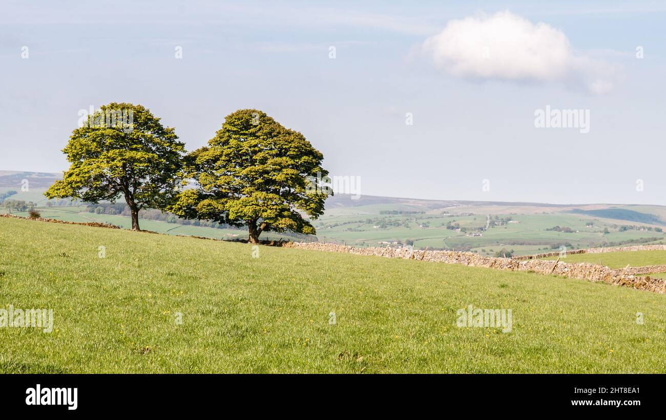 Sun shines on trees and fields in the rolling landscape of England's Peak District. Stock Photo