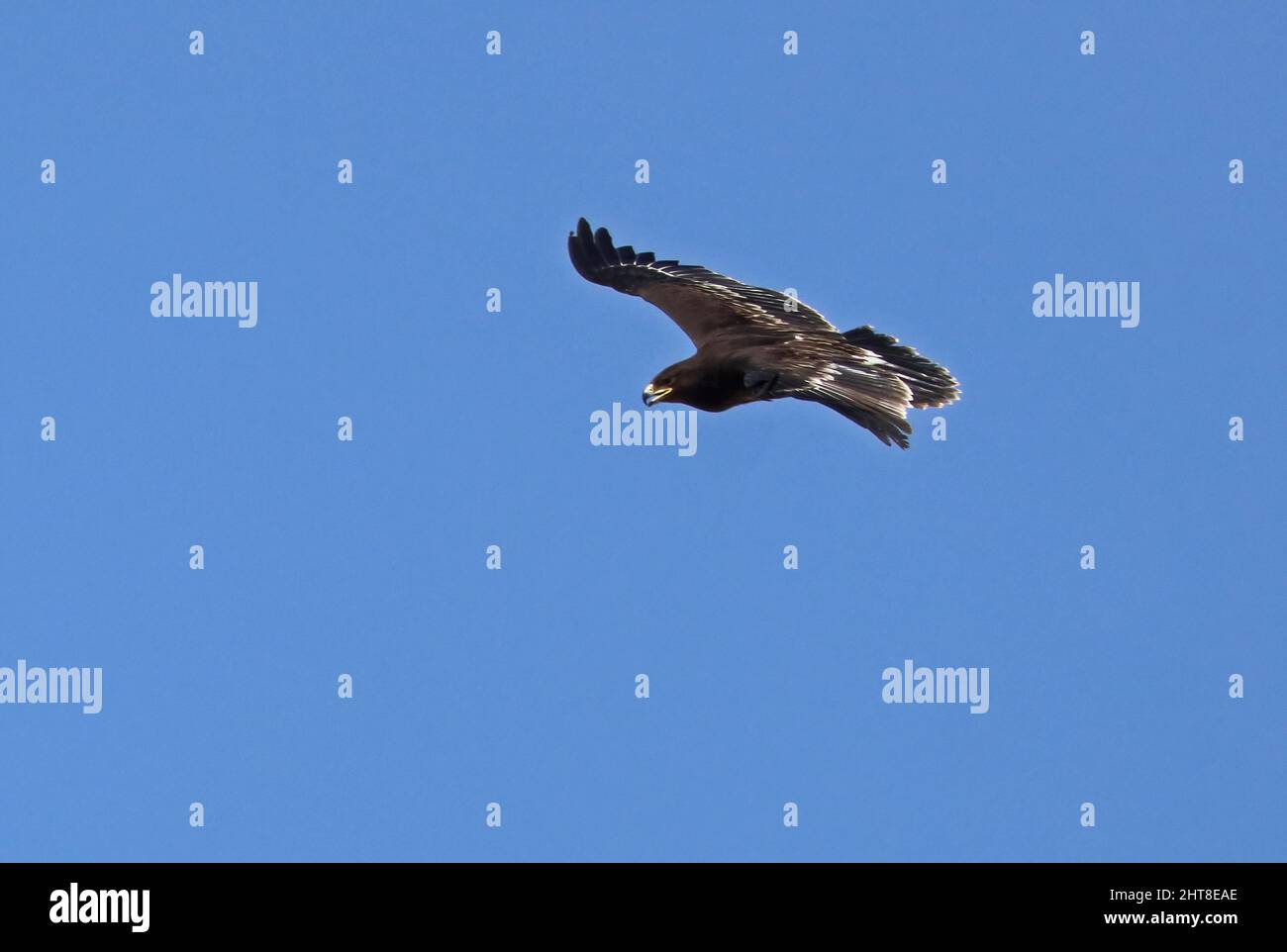 Greater Spotted Eagle (Clanga clanga) immature in flight Oman                         December Stock Photo