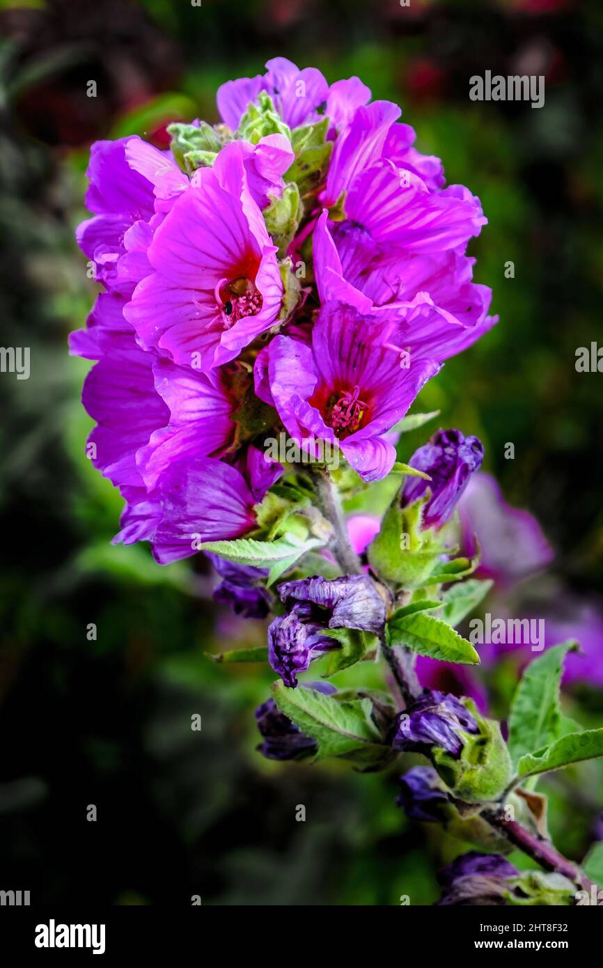 Closeup of a beautiful violet Lavatera flower shrub on a blurry background Stock Photo
