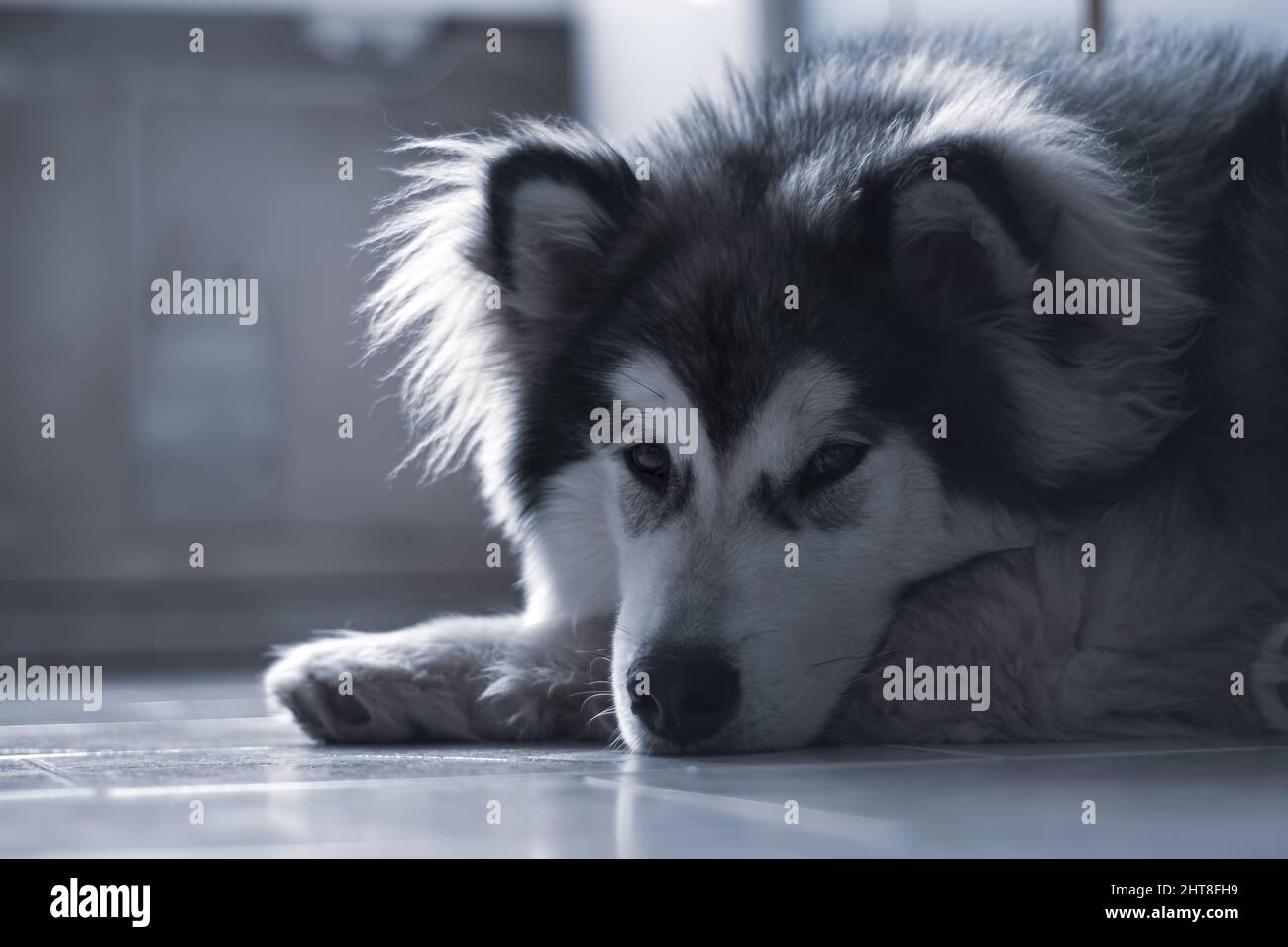 Closeup of a cute fluffy Alaskan Malamute dog resting on the floor ...
