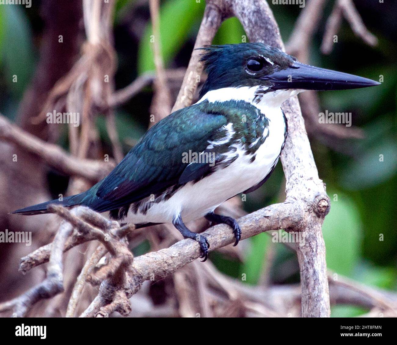 Closeup portrait of green Amazon Kingfisher (Chloroceryle amazona) sitting on branch Pampas del Yacuma, Bolivia. Stock Photo
