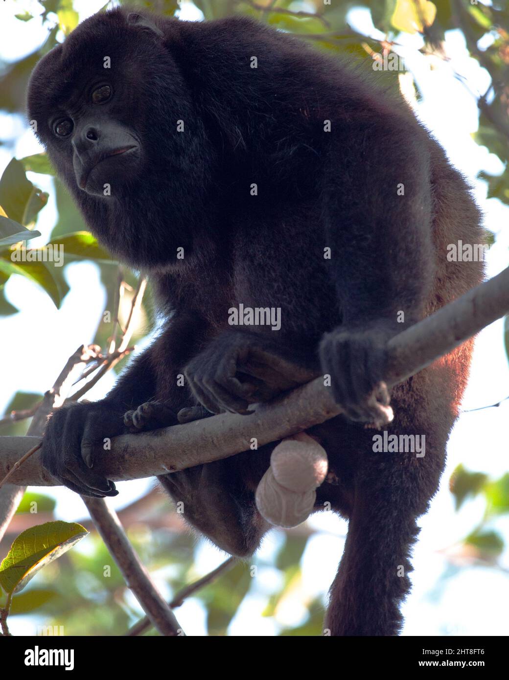 Monkey balls hi-res stock photography and images - Alamy