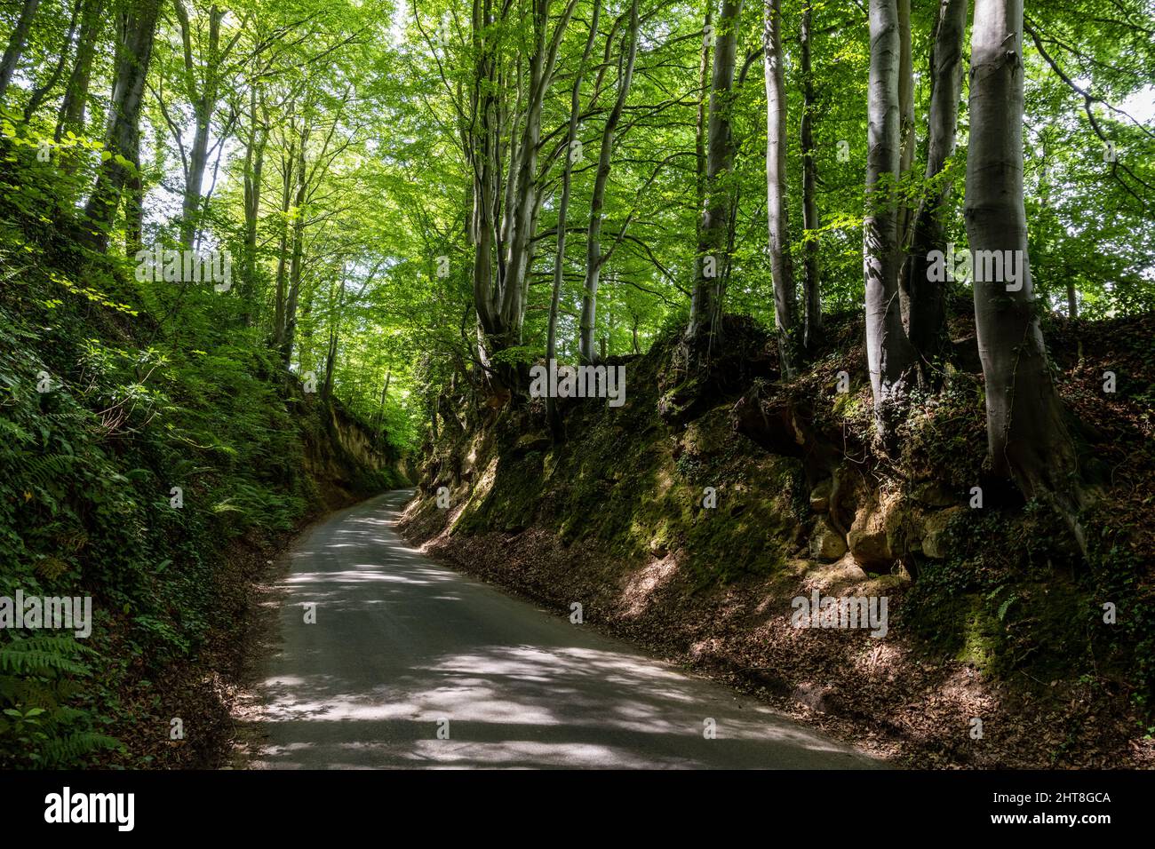 A narrow country lane climbs through a holloway on Ham Hill in Somerset. Stock Photo