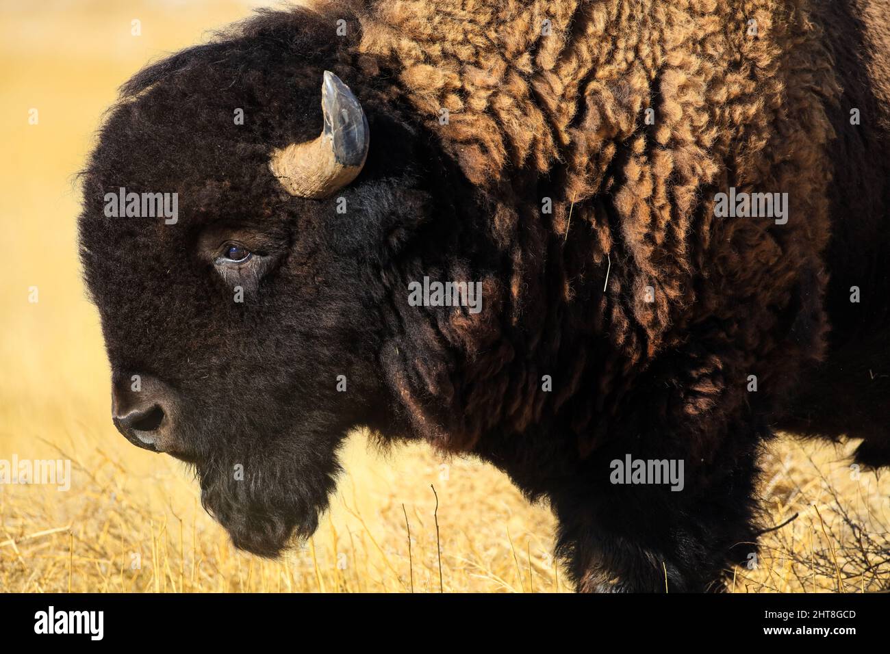 American Bison buffalo closeup Stock Photo