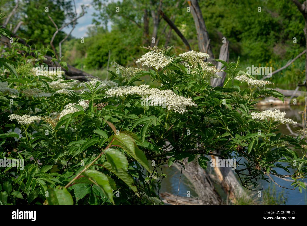 Elderberry (Sambucus nigra) flower and foliage. Plant is also known as