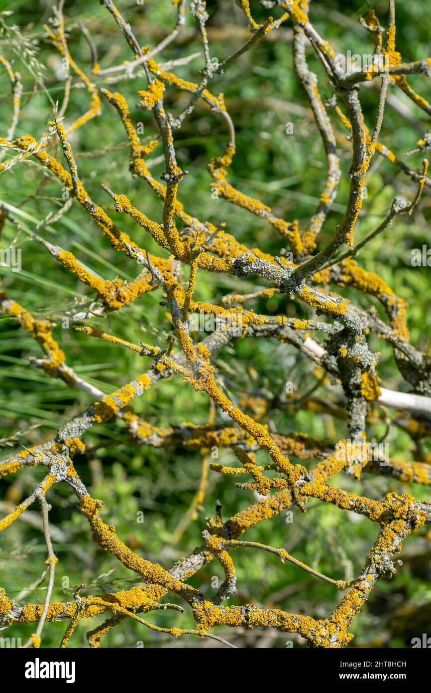 Common orange lichen (Xanthoria parietina), also known as yellow scale, maritime sunburst lichen and shore lichen on the tree branch. Stock Photo