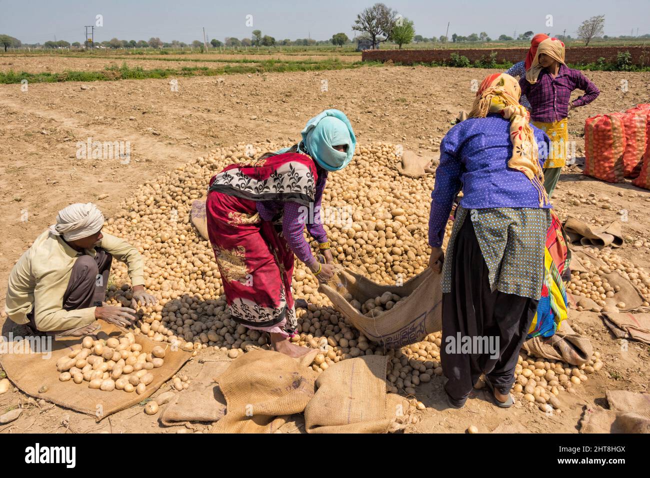 Farmers harvesting potatoes, Uttar Pradesh, India Stock Photo