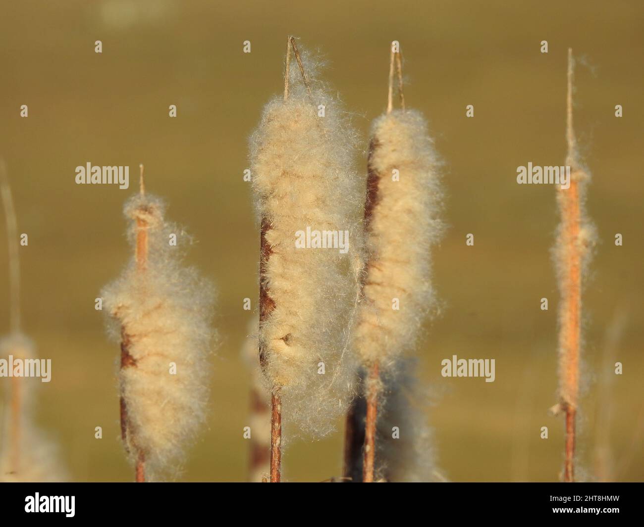Closeup of typha plants with spikes of cotton fluff seed pods on a