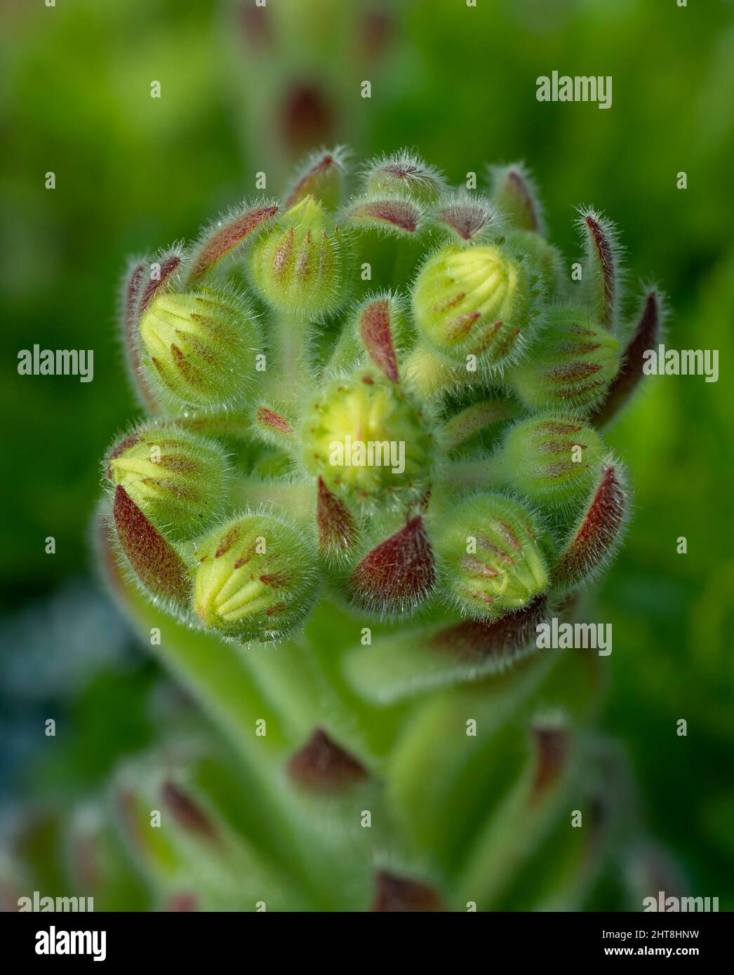 Sempervivum Cobweb Houseleek growing in the garden. Close up. Macro. Stock Photo