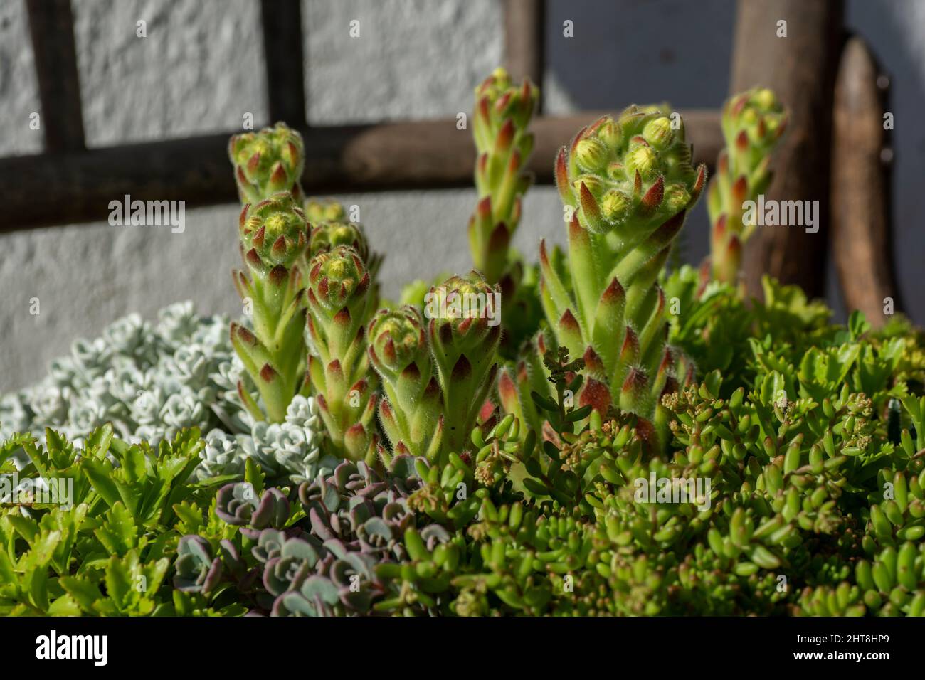Sempervivum Cobweb Houseleek growing in the garden. Close up. Macro. Stock Photo