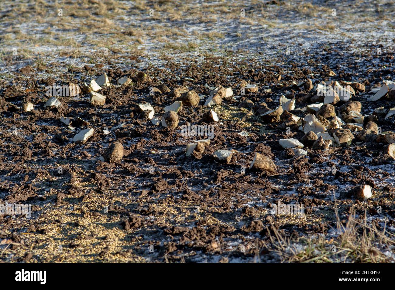 Pieces of sugar beet and wheat on the ground near forest. Feeding wild animals in the winter. Stock Photo