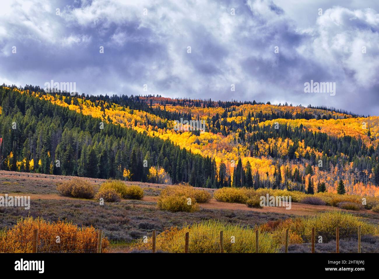 Daniels Summit autumn quaking aspen leaves by Strawberry Reservoir in