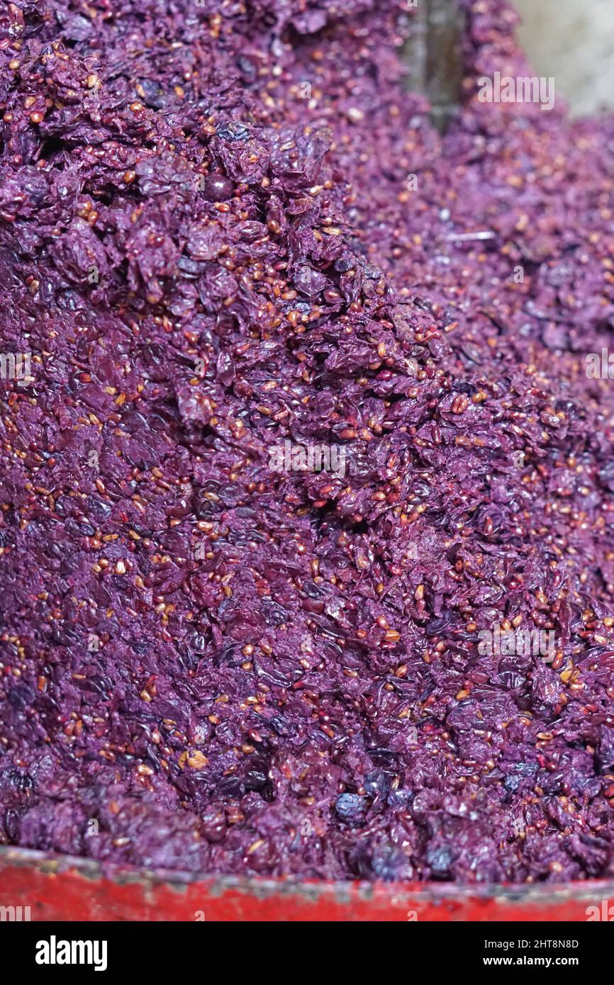 Grape seed byproducts pomace rich in flavonoids improvement